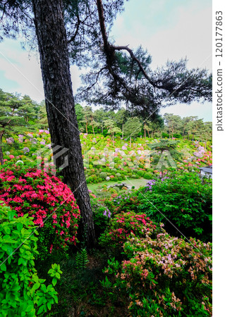 Tokyo, Ome City, Spring, Shiofune Kannonji Temple 120177863