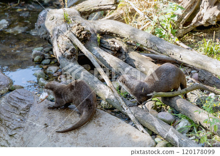 Two otters together catch fish by the stream 120178099
