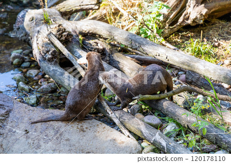 Two otters together catch fish by the stream Two otters together catch fish by the stream 120178110