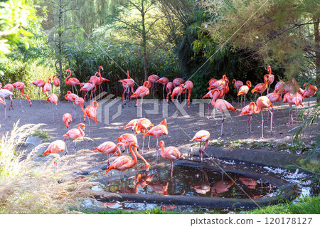A flock of pink flamingo birds in the park by the pond 120178127