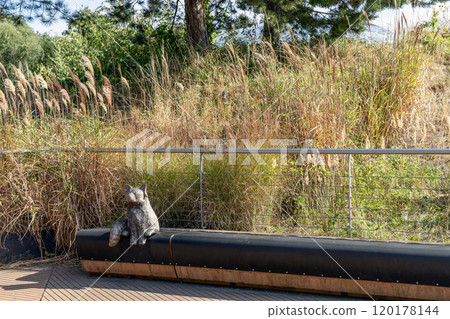 Park bench with a cat made of wood Park bench with a cat made of wood 120178144