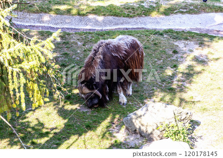 A muskox grazes on a meadow with green grass A muskox grazes on a meadow with green grass 120178145