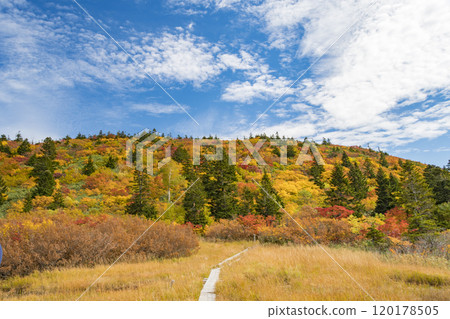 Autumn in Hakkoda, Autumn leaves at Kenashidai 120178505