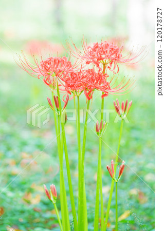 Flowers around the house, various in the four seasons, a fiery vermilion color, beautifully dyeing the sides of the rice fields, a beautiful heat haze flower, the red spider lily 120178727