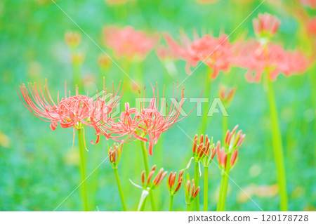 Flowers around the house, various in the four seasons, a fiery vermilion color, beautifully dyeing the sides of the rice fields, a beautiful heat haze flower, the red spider lily 120178728