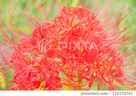 Flowers around the house, various in the four seasons, a fiery vermilion color, beautifully dyeing the sides of the rice fields, a beautiful heat haze flower, the red spider lily 120178741