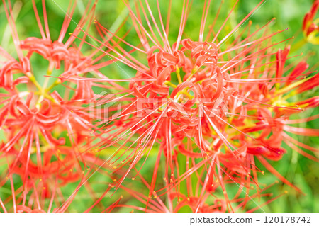 Flowers around the house, various in the four seasons, a fiery vermilion color, beautifully dyeing the sides of the rice fields, a beautiful heat haze flower, the red spider lily 120178742