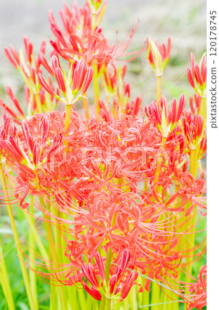 Flowers around the house, various in the four seasons, a fiery vermilion color, beautifully dyeing the sides of the rice fields, a beautiful heat haze flower, the red spider lily Flowers around the house, various in the four seasons, a fiery vermilion color, beautifully dyeing the sides of the rice fields, a beautiful heat haze flower, the red spider lily 120178745