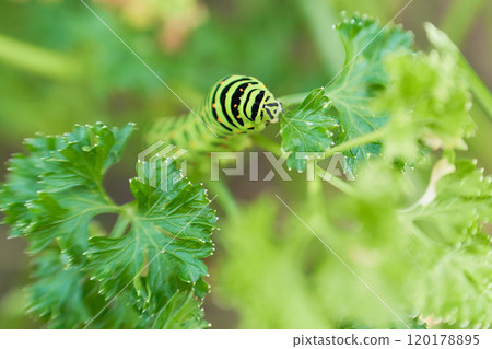 A fifth-instar caterpillar of a swallowtail butterfly feeding on a parsley leaf 120178895