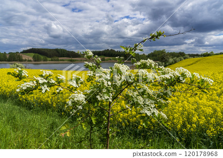Field yellow rapeseed (Brassica napus). Warmia and Masuria region. Field yellow rapeseed (Brassica napus). Warmia and Masuria region. 120178968
