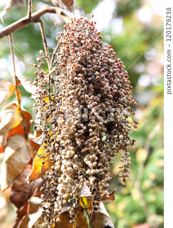 成熟裸果 120179238