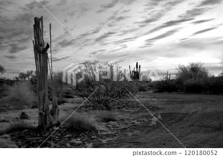 Sonora Desert Arizona in Infrared 120180052