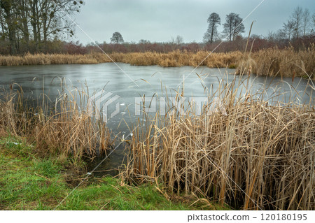 Frozen pond with dry reeds on the shore, cloudy day Frozen pond with dry reeds on the shore, cloudy day 120180195