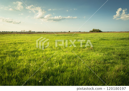Green meadow with blue sky, summer view 120180197