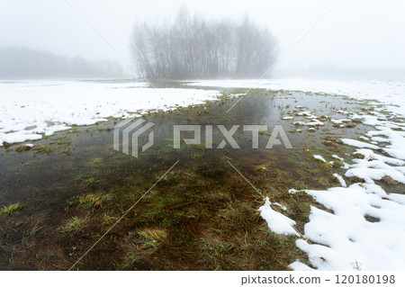 Water and snow in a meadow with trees in the fog, a February day 120180198