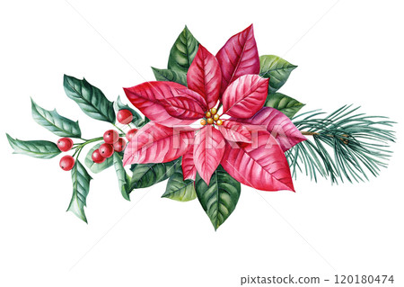 Watercolor Christmas arrangement, flower and holly berries. Festive holiday decoration, winter botanical illustration 120180474
