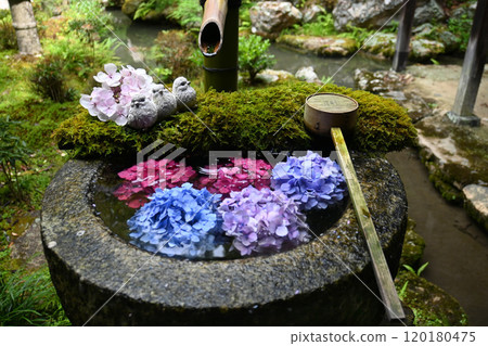京都府長岡京市的橫國寺,清水花的誕生地 京都府長岡京市的橫國寺,清水花的誕生地 120180475
