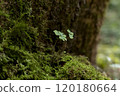 Moss and sprouts growing from trees in the forest 120180664
