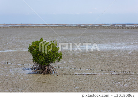 Alone mangrove tree on the Muddy shore. 120180862