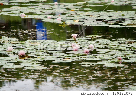 Pink lotus flowers floating in a lotus pond in Nagano 120181072