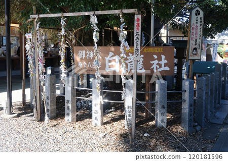 The sacred tree of the Hakuryu Shrine in Inu Shrine and the omikuji tying 120181596