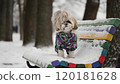 A small Shih Tzu dog stands on a colorful bench covered with snow in a winter park 120181628