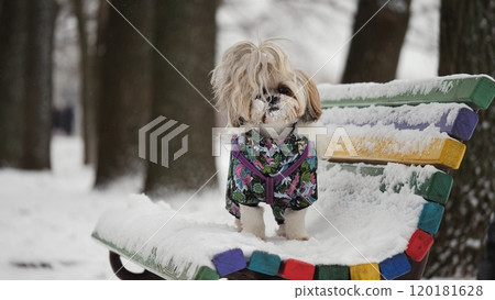 A small Shih Tzu dog stands on a colorful bench covered with snow in a winter park A small Shih Tzu dog stands on a colorful bench covered with snow in a winter park 120181628
