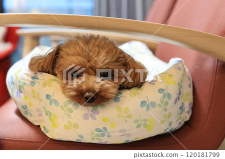 玩具貴賓犬在椅子上的床上放鬆 120181799