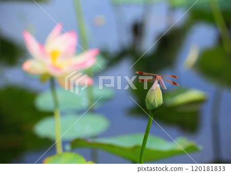 Red dragonfly and lotus flower (summer image) 120181833