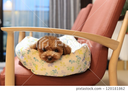 Toy poodle relaxing on a bed placed on a chair 120181862