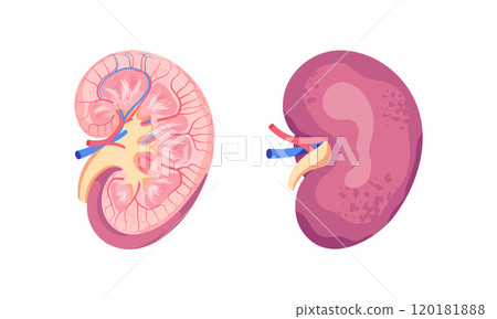 Human Kidney Anatomy Illustration. Internal and External Structure with Renal Cortex, Medulla, Pelvis, Artery, and Vein Human Kidney Anatomy Illustration. Internal and External Structure with Renal Cortex, Medulla, Pelvis, Artery, and Vein 120181888