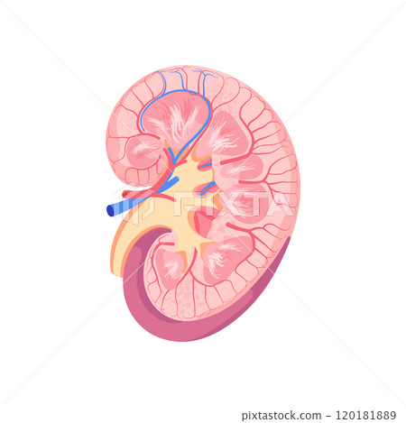 Detailed Kidney Anatomy Illustration. Cross-Section Showing Renal Cortex, Medulla, Pelvis, and Vascular Structure 120181889