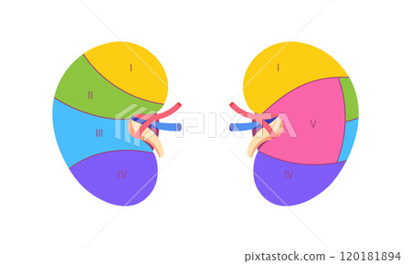 Segmented Kidney Diagram. Color-Coded Sections of Human Kidney with Renal Artery, Vein, and Ureter 120181894