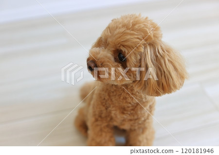Toy poodle sitting 120181946