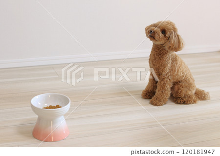 Toy poodle waiting for food 120181947