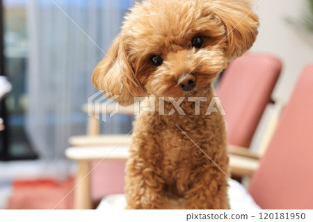 Toy poodle paying attention to its owner Toy poodle paying attention to its owner 120181950