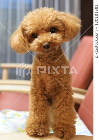 Toy poodle paying attention to its owner 120181983