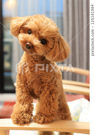 玩具貴賓犬注意它的主人 玩具貴賓犬注意它的主人 120181984