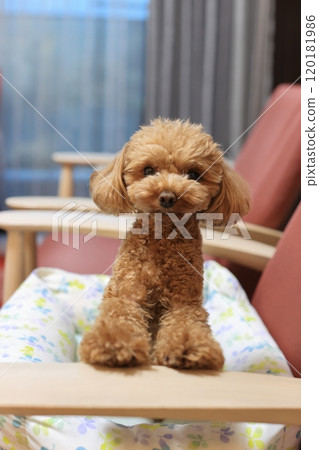 Toy poodle paying attention to its owner 120181986