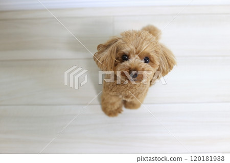 Toy poodle sitting Toy poodle sitting 120181988