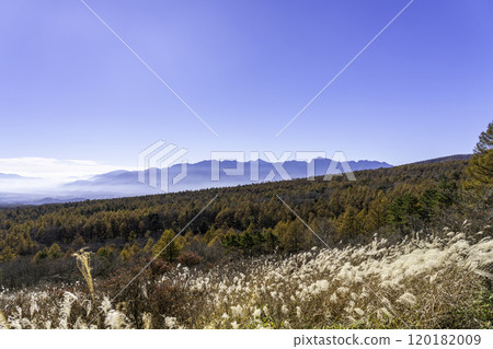 Autumn leaves in a larch forest Autumn leaves in a larch forest 120182009