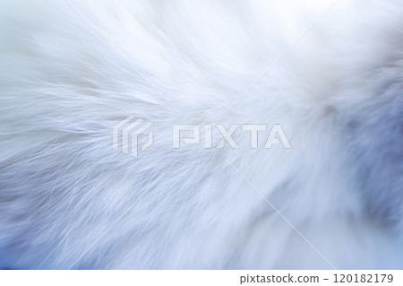 A detailed closeup view of a soft white furry object against a blue background A detailed closeup view of a soft white furry object against a blue background 120182179