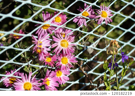 Behind a white mesh fence, there are purple flowers with vibrant yellow centers 120182219