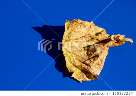 A vibrant yellow leaf is resting peacefully on a blue surface A vibrant yellow leaf is resting peacefully on a blue surface 120182234