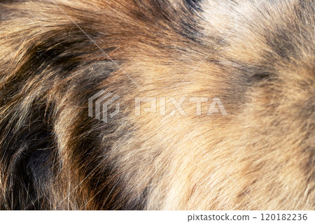 A closeup view showcasing a dogs fur that has a lot of hair 120182236