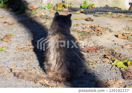 A cat is currently sitting on the ground while looking back at the camera 120182237