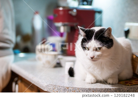 A black and white domestic cat is sitting comfortably on a kitchen counter A black and white domestic cat is sitting comfortably on a kitchen counter 120182248