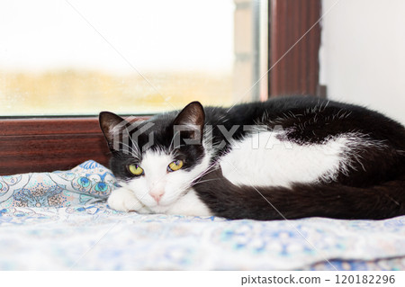 A black and white cat lays on a bed by the window, soaking up sun 120182296