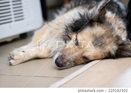 A dog is peacefully laying on the floor with its eyes gently closed A dog is peacefully laying on the floor with its eyes gently closed 120182302