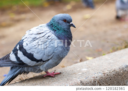 A pigeon is standing firmly on a sidewalk while looking directly at the camera A pigeon is standing firmly on a sidewalk while looking directly at the camera 120182361
